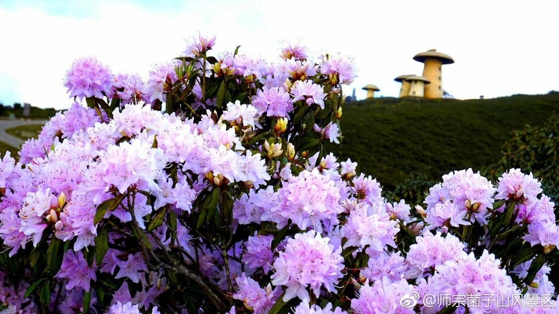 美24岁前童星去世时已怀有身孕